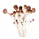 鲜茶树菇