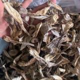 鹿茸菇